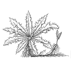 Canada Thistle Illustration