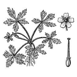 Carolina Geranium Illustration