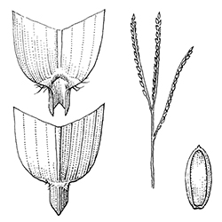 Carpetgrass Illustration