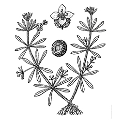 Catchweed Bedstraw Illustration