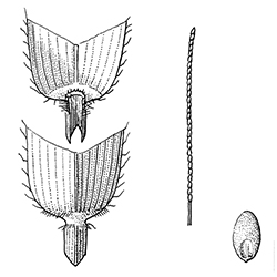 Centipedegrass Illustration