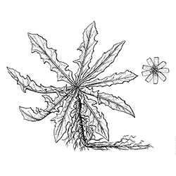 Chicory Illustration
