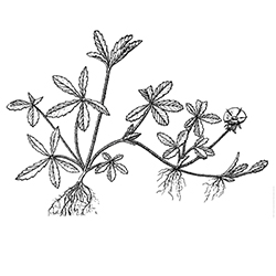 Cinquefoil Illustration