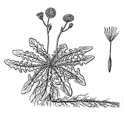 False Dandelion Illustration