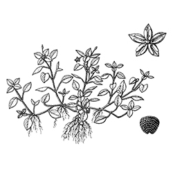 Common Chickweed Illustration