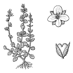 Corn Speedwell Illustration