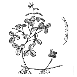 Creeping Beggarweed Illustration