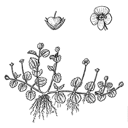 Creeping Speedwell Illustration