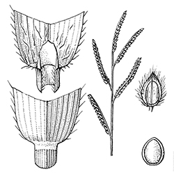 Dallisgrass Illustration