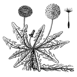 Dandelion  Illustration