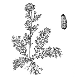 Dog Fennel Illustration