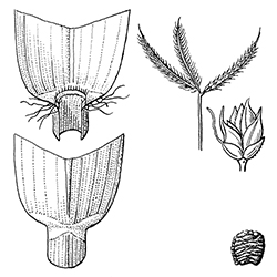 Egyptian Crabgrass Illustration