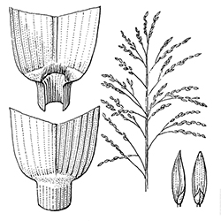 Fall Panicum Illustration