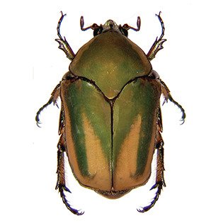 https://tg-cdn.azureedge.net/sites/default/files/images/paragraph/lawn-maintenance-carousel/Green-June-Beetle_Quick-View_315x315.jpg