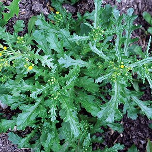 Garden 2022 - Page 16 Groundsel_Quick-View_315x315