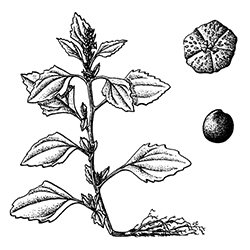 Lambsquarters Illustration