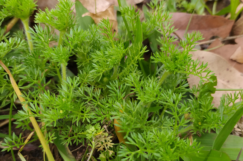https://tg-cdn.azureedge.net/sites/default/files/images/paragraph/lawn-maintenance-carousel/Learning_Center_Lawn_Burweed.jpg