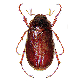 https://tg-cdn.azureedge.net/sites/default/files/images/paragraph/lawn-maintenance-carousel/May_June-Beetle_Quick-View_315x315.jpg