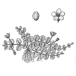 Moneywort Illustration