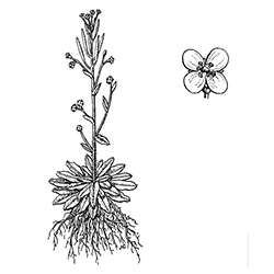 Mouse-Ear Cress Illustration