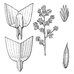 Orchardgrass Illustration