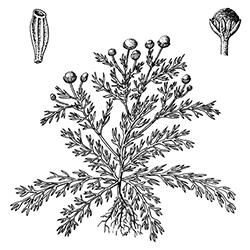 Pineapple Weed Illustration