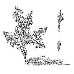 Prickly Lettuce Illustration