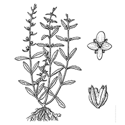 Purslane Speedwell Illustration