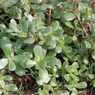 Garden 2022 - Page 16 Purslane_Quick-View_315x315_0