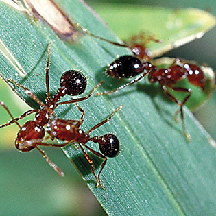 https://tg-cdn.azureedge.net/sites/default/files/images/paragraph/lawn-maintenance-carousel/Red-Imported-Fire-Ant_Quick-View_315x315.jpg