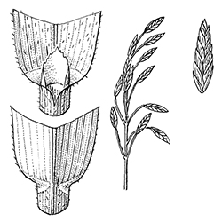 Rescuegrass Illustration