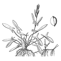 Sheep Sorrel Illustration