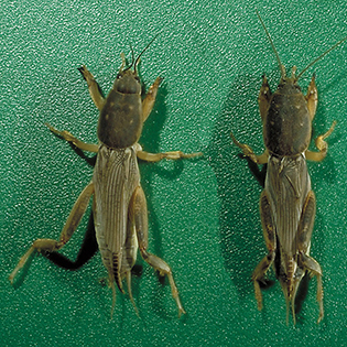 https://tg-cdn.azureedge.net/sites/default/files/images/paragraph/lawn-maintenance-carousel/Southern-Mole-Cricket_Quick-View_315x315.jpg