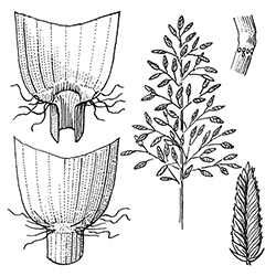 Stinkgrass Illustration