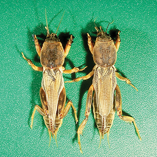 https://tg-cdn.azureedge.net/sites/default/files/images/paragraph/lawn-maintenance-carousel/Tawny-Mole-Cricket_Quick-View_315x315.jpg