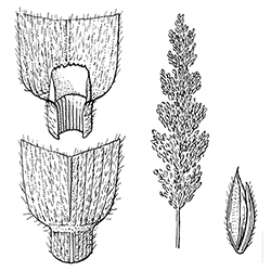 Velvetgrass Illustration