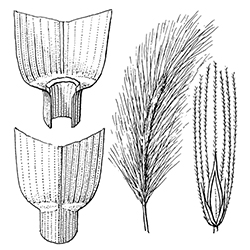 Wild Barley Illustration