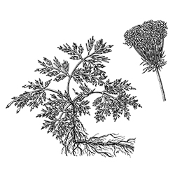 Wild Carrot Illustration