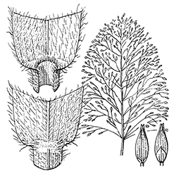 Witchgrass Illustration
