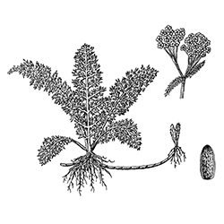 Yarrow Illustration