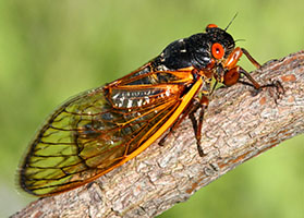 https://tg-cdn.azureedge.net/sites/default/files/images/paragraph/lawn-maintenance-carousel/cicada.jpg