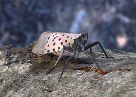 https://tg-cdn.azureedge.net/sites/default/files/images/paragraph/lawn-maintenance-carousel/spotted%20lanternfly.jpg