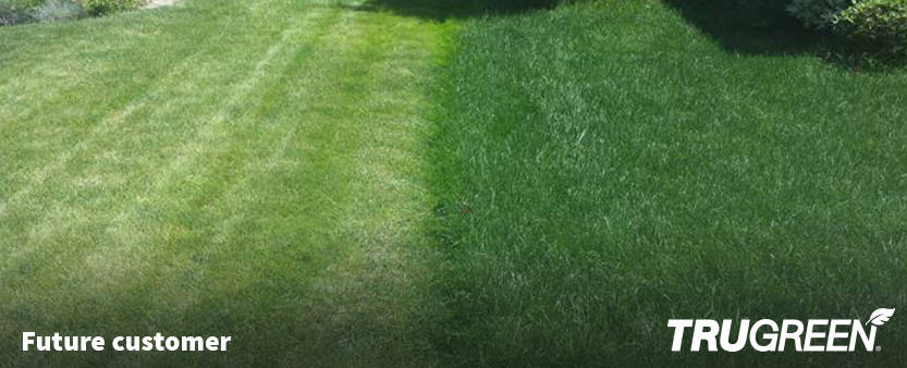 Affordable Lawn Care Maintenance, Trugreen Greenville Sc