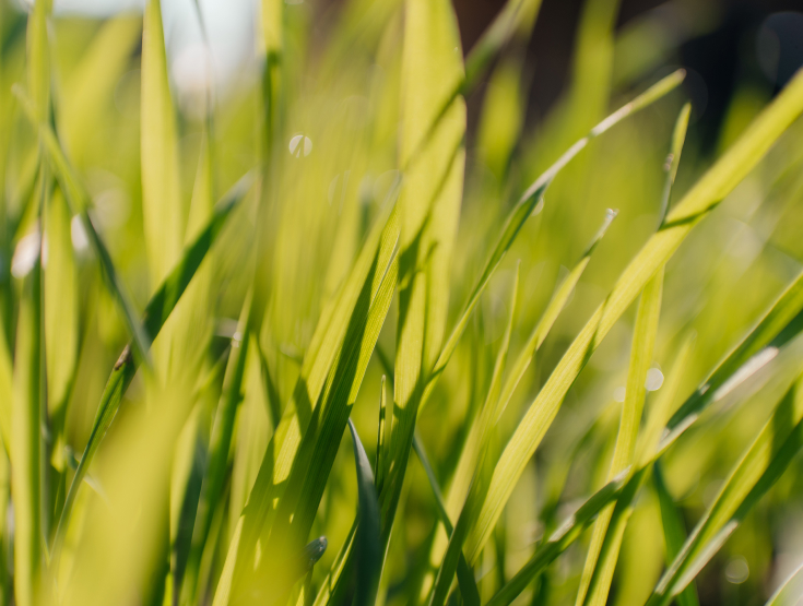 Close-up of grass blades on a lawn