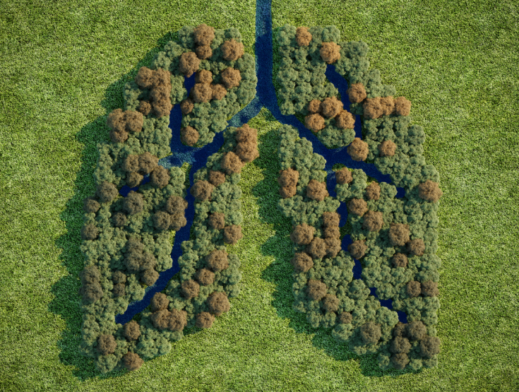 Trees in the shape of lungs on a grass field
