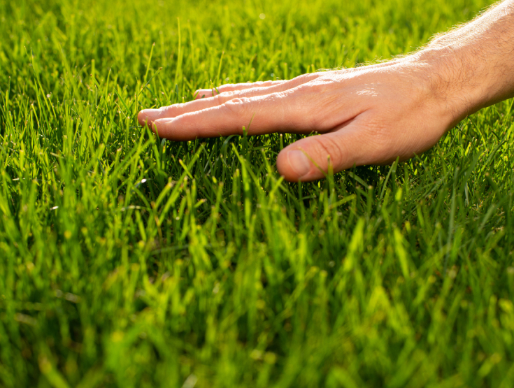 A hand gently touching grass blades on a lawn