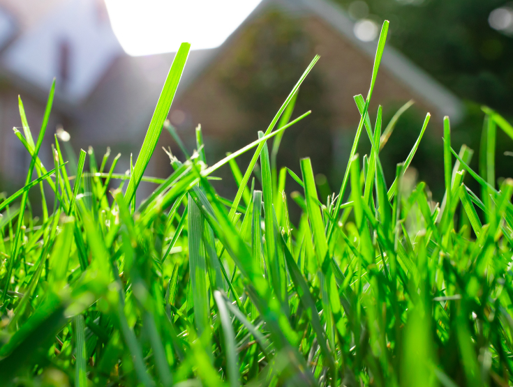 Close-up of lush, green grass in a lawn in front of a house