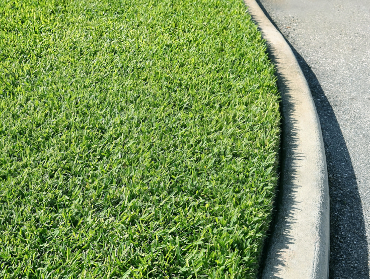 St. Augustinegrass on the curb of a street