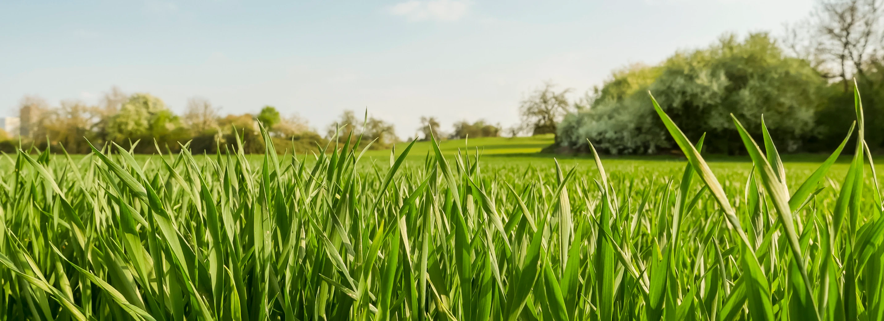 Field of open grass