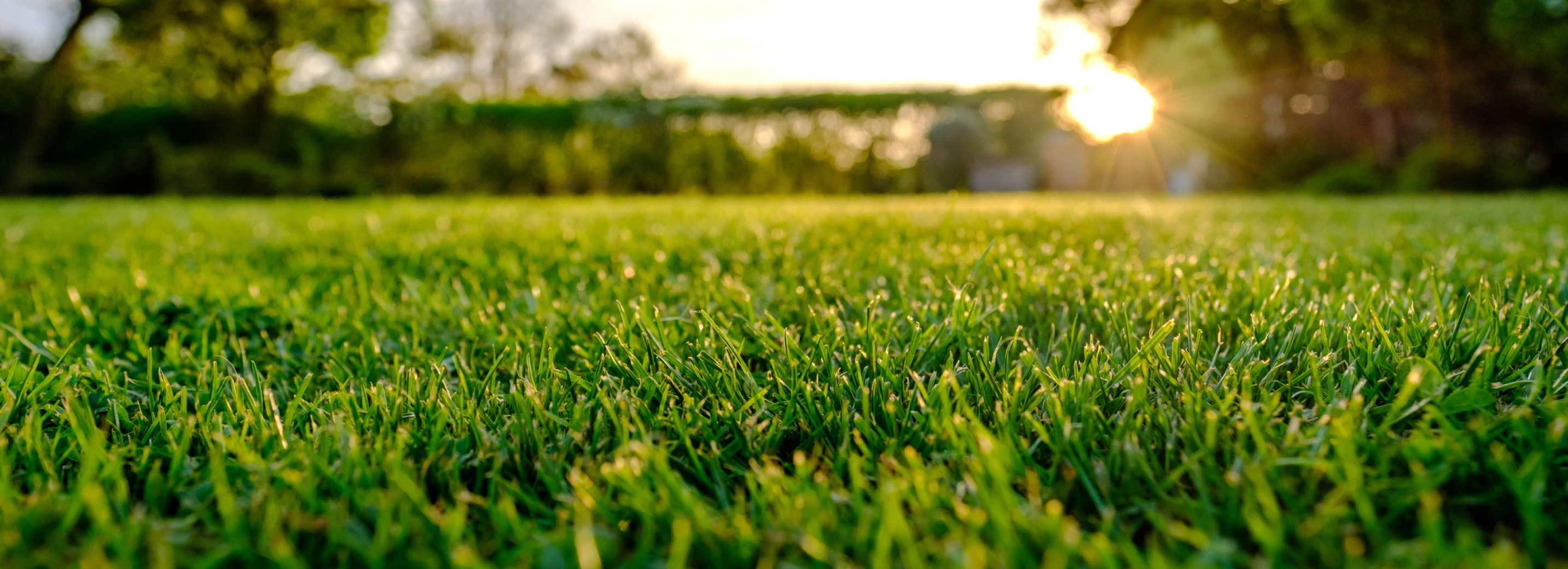 Beautiful, lush green lawn with sun shining on it